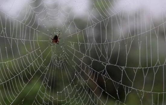 网络爬虫是什么工作原理,如何展开工作? 网络爬虫是什么工作原理,如何展开工作?